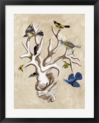 Framed Ornithologist&#39;s Dream II Print