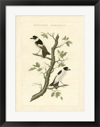 Framed Nozeman Birds IV Print