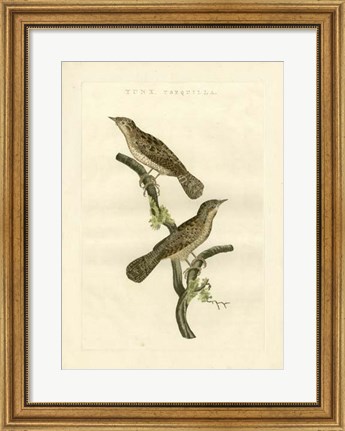 Framed Nozeman Birds V Print