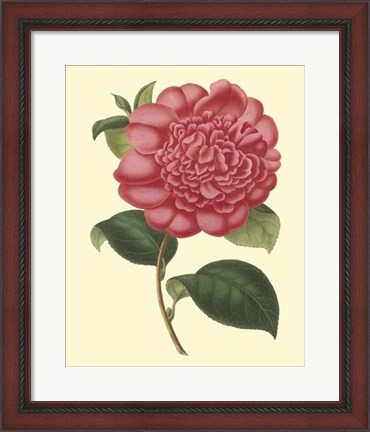 Framed Camellia Garden I Print