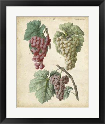 Framed Calwer Grapes II Print