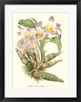 Framed Lavender Orchids I Print