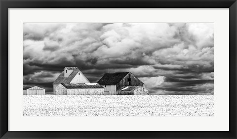 Framed Five White Barns Print