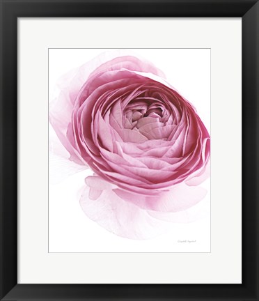 Framed Pink Lady IV Print