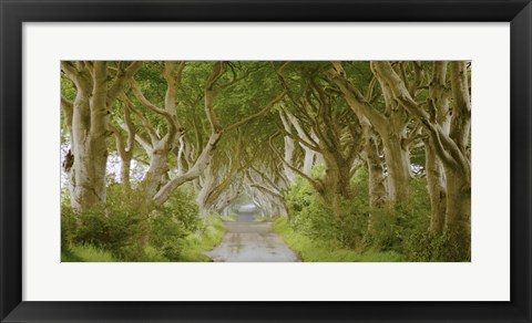 Framed Dark Hedges, Ireland Print