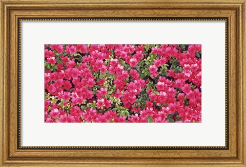 Framed Red Azalea Flowers, Sacramento, California Print