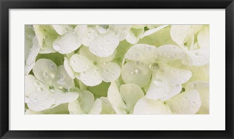 Framed Close-up of Snowball Bush Flowers with Mist Droplets, Sacramento, California Print