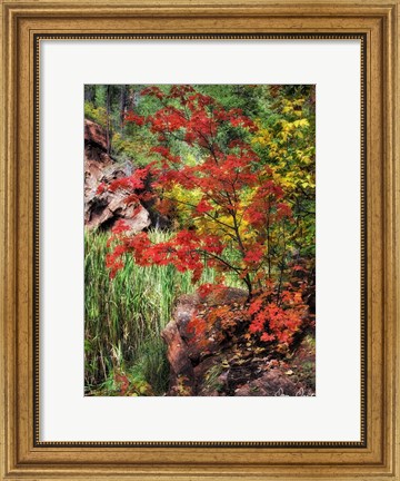 Framed Peaceful Woods I Print