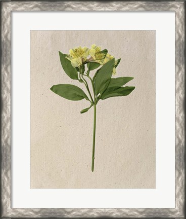 Framed Pretty Pressed Flowers II Print