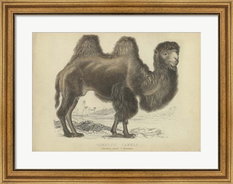 Framed Camel Dromedary Print