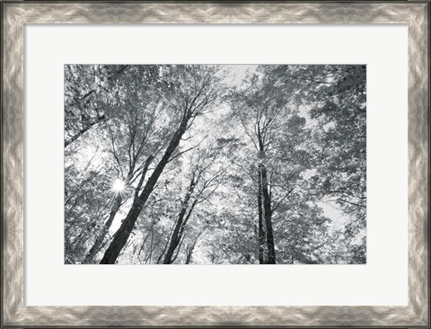 Framed Autumn Forest III BW Print