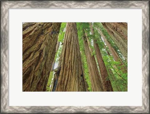 Framed Redwoods Forest IV Print