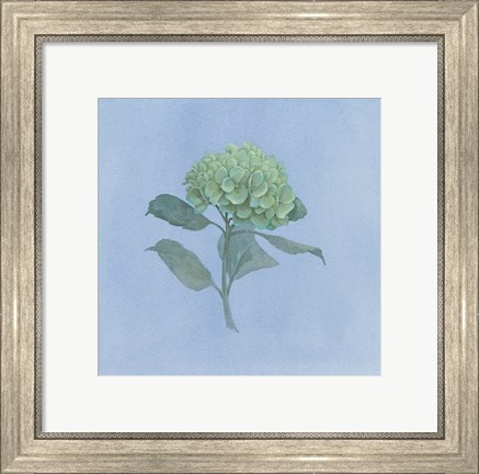 Framed Blue Hydrangea I Print