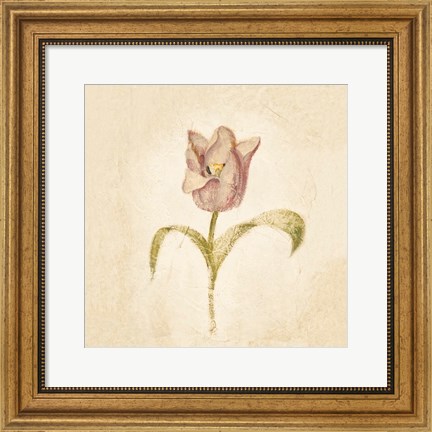 Framed Blue Parrot Tulip on White Crop Print