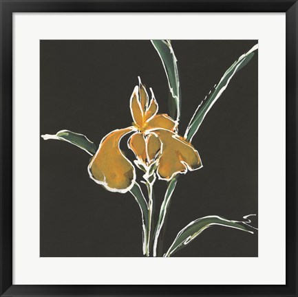 Framed Iris on Black VI Print