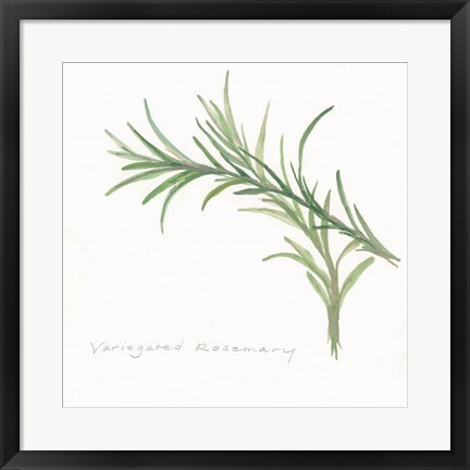 Framed Variegated Rosemary II Print