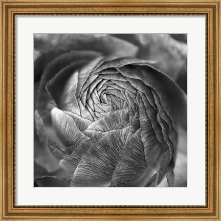 Framed Ranunculus Abstract II BW Print