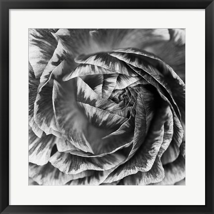 Framed Ranunculus Abstract IV BW Print