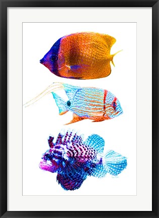 Framed Fish Trio Print
