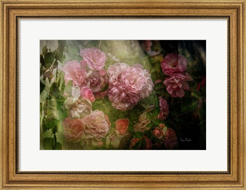 Framed Evening Light on Roses I Print
