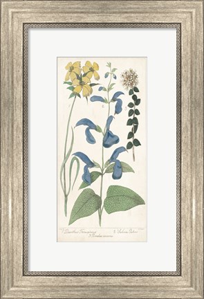 Framed Salvia Florals II Print
