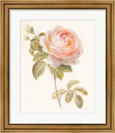 Framed Garden Rose Print