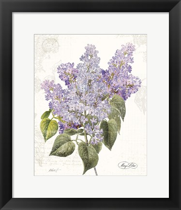 Framed May Lilac on White Print