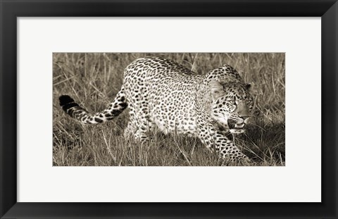 Framed Leopard Hunting Print