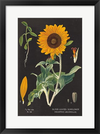 Framed Sunflower Chart Print