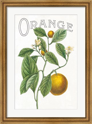 Framed Classic Citrus VI v2 Print