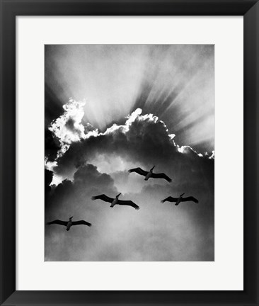 Framed Birds In Sky Flying Print