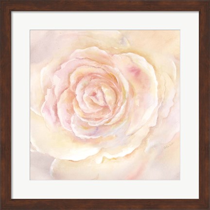 Framed Blush Rose Closeup II Print