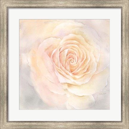 Framed Blush Rose Closeup III Print