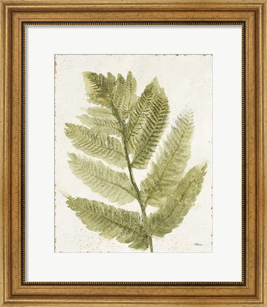 Framed Forest Ferns I Antique Print