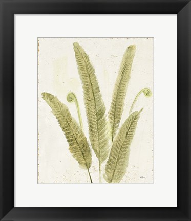 Framed Forest Ferns II v2 Antique Print