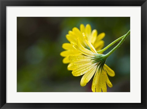 Framed Close-Up of Raindrops on Voltage Yellow African Daisy Flowers, Florida Print