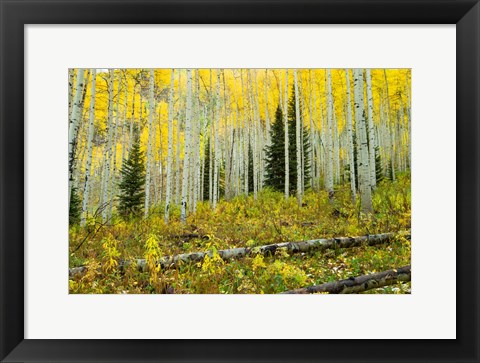 Framed Forest, Maroon Bells, Aspen, Colorado Print
