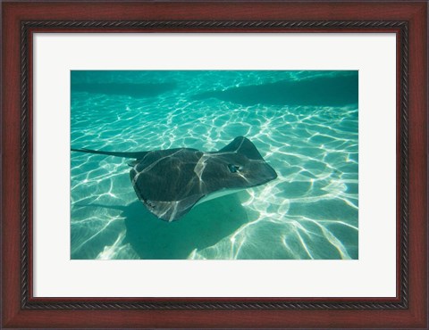 Framed Stingray in the Pacific Ocean, Moorea, Tahiti, French Polynesia Print