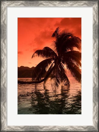 Framed Palm Trees at Sunset, Moorea, Tahiti, French Polynesia Print
