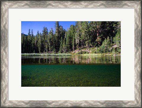 Framed Half Water Half Land, Reflection of Trees in Walker River, California Print