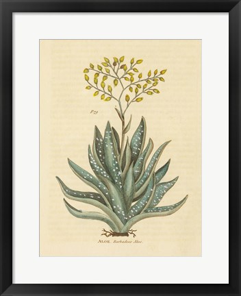 Framed Herbal Botanical XXXI Print