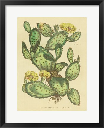 Framed Herbal Botanical XXIX Print