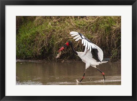 Framed Saddle-Billed Stork, with Fish, Kenya Print