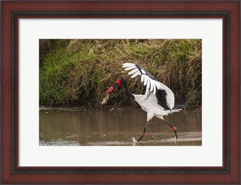 Framed Saddle-Billed Stork, with Fish, Kenya Print