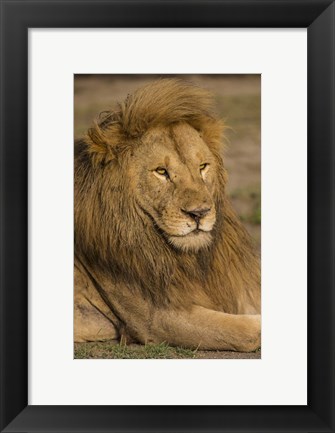 Framed Male African Lion at Ndutu, Serengeti National Park, Tanzania Print