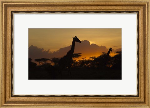 Framed Masai Giraffes at Sunset at Ndutu, Serengeti National Park, Tanzania Print