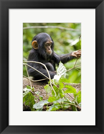 Framed Uganda, Kibale National Park, Infant Chimpanzee Print