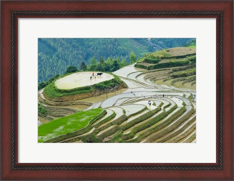 Framed Rice Terrace with Water Buffalo, Longsheng, Guangxi Province, China Print