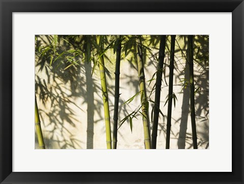 Framed Bamboo Casting Shadows, Suzhou, Jiangsu Province, China Print