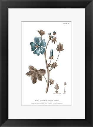 Framed Conversations on Botany VII on White with Blue Print